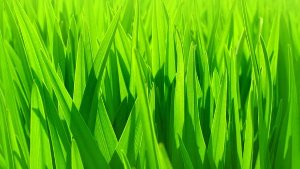 Soft focus of fresh green leaves background