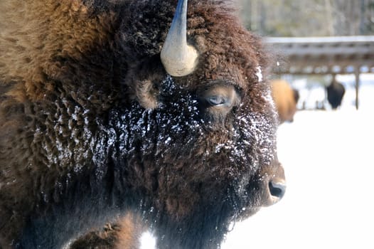 Close-up portrait of a bison