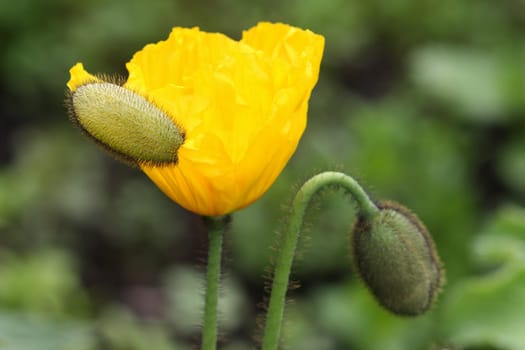 Close up from a corn poppy in the field.
