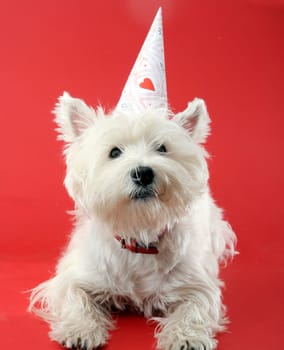 West highland white terrier with birthday party hat .