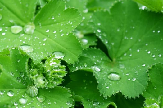 Water drops on the leafs of a Lady's mantle