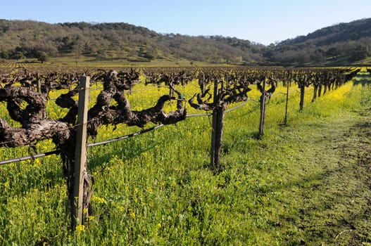 Mustard flowers in bloom among Wine Country grapevines, Napa County, California