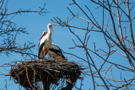 A stork standing in its nest, family of stork