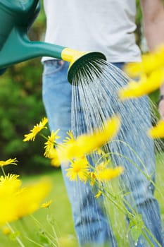 Watering yellow summer flowers with a green watering can.