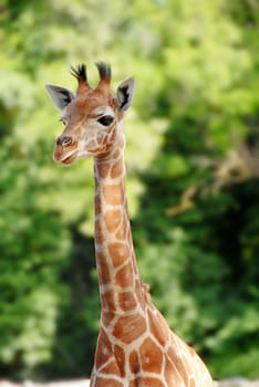 Baby giraffe portrait over blur green background