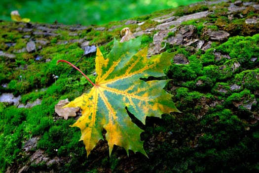 Red sheet maple