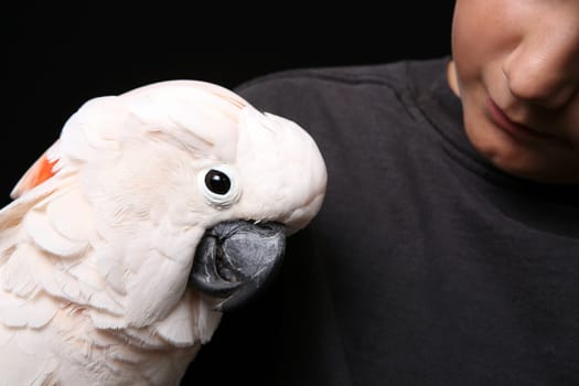 Moluccan Cockatoo With His Handler