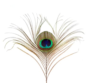 Peacock Feather Isolated on White Background