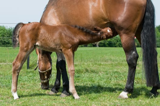Young horse drinking milk from his mother