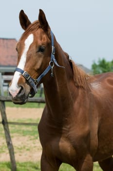 Portrait of a horse in the field.