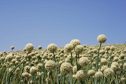 Field of spherical white onion flowers
