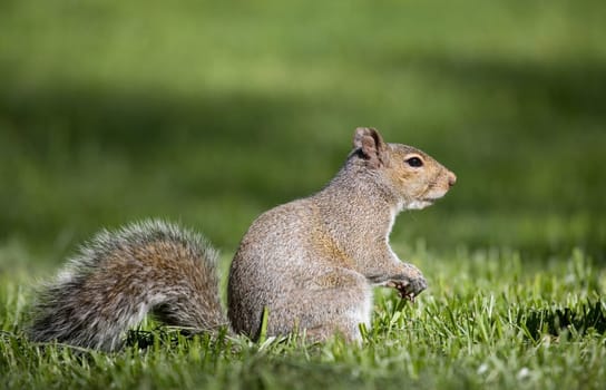 tree squirrel that is out in the sun on a green grass