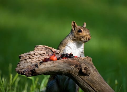 tree squirrel bellying up to a red meal with sunflower seeds