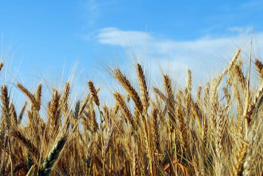 grain field