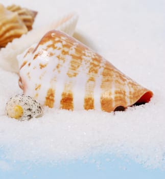 Closeup of Conus sea shell on white sand