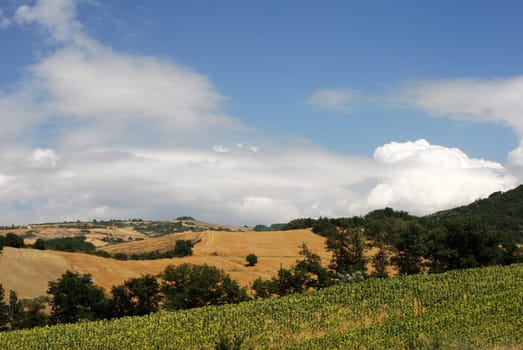 Rural landscape with sunflower field and plowed land