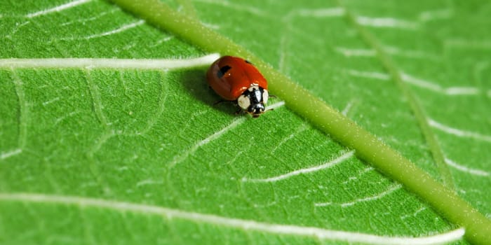 Little ladybug on fresh green leaf