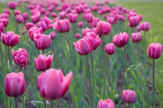 Purple tulips on the flowerbed