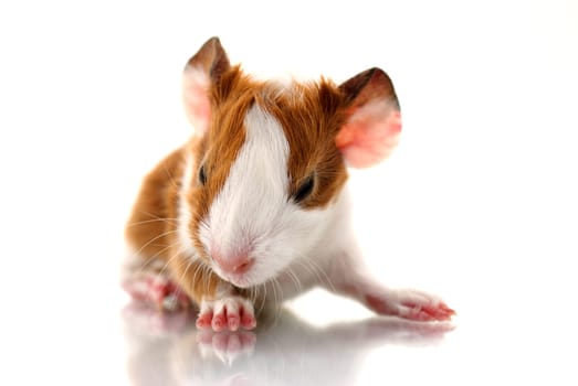 Newborn guinea pig before white background with reflection.