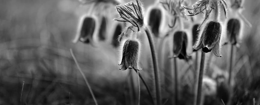 Black and white pulsatilla flower background.