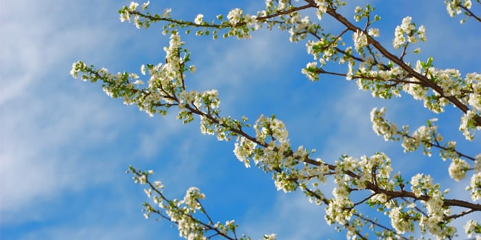 White plum blossom and clear blue sky