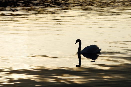 Swan silhouette on yellow water in sunset, swims to left