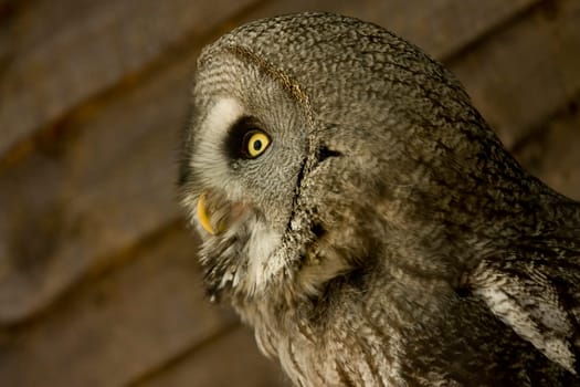 side view of owl face looking away