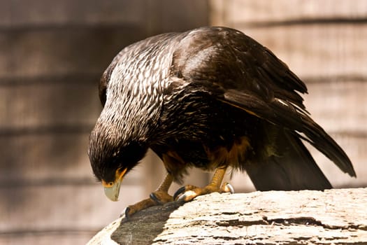 close up of a black eagle bending on perch