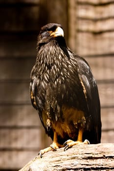 black eagle perched on a wooden branch