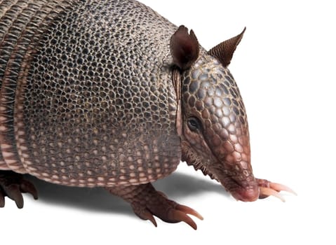 Mulita, Armadillo of six bands, on to white background