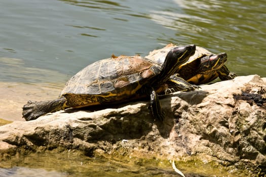 2 turtles sun bathing on a rock