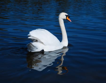 White swan is standing in shallow water