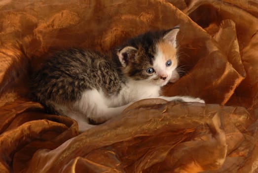 orphaned three week old kitten on brown background