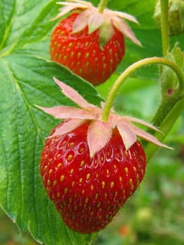 ripening strawberry fruits on the branch