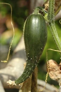 Fresh and ripe green cucumber (Cucumis sativus) plant