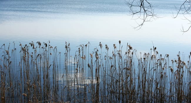 Dry grass on a coast of lake