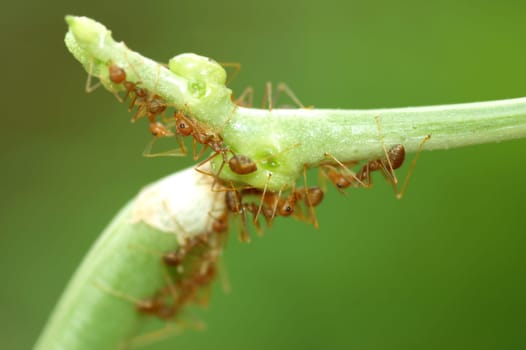 Macro of ants on green bean with low depth of field
