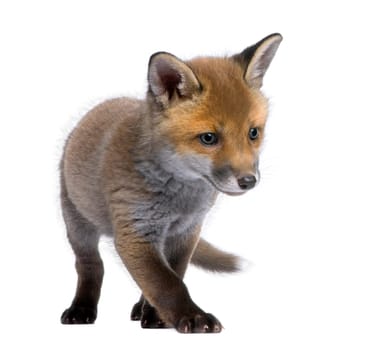 Red fox cub (6 Weeks old)- Vulpes vulpes in front of a white background