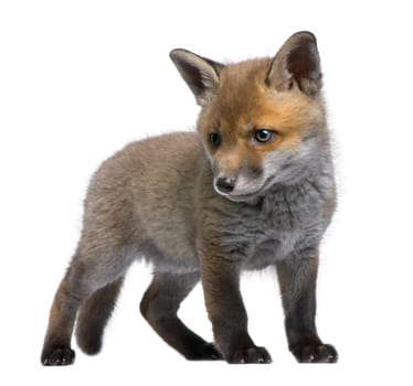Red fox cub (6 Weeks old)- Vulpes vulpes in front of a white background