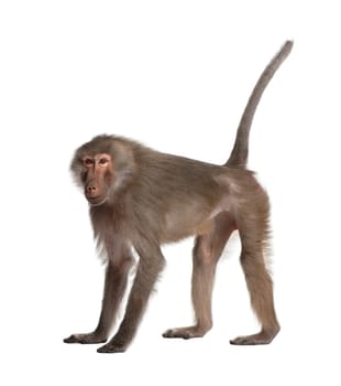 Baboon  -  Simia hamadryas in front of a white background