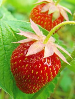 ripening strawberry fruits on the branch