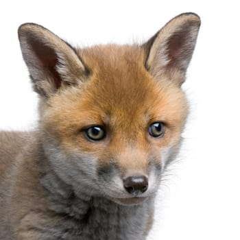 close-up of a Red fox cub's head (6 Weeks old)- Vulpes vulpes in front of a white background