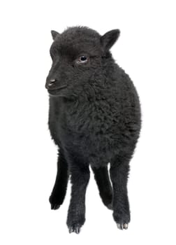 Young black shhep - Ouessant ram (1 month old)  in front of a white background