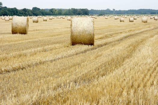 Dry haybails on an agricultural field