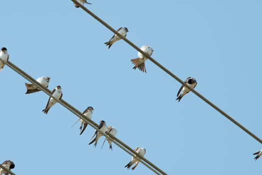 Birds on an electric wire