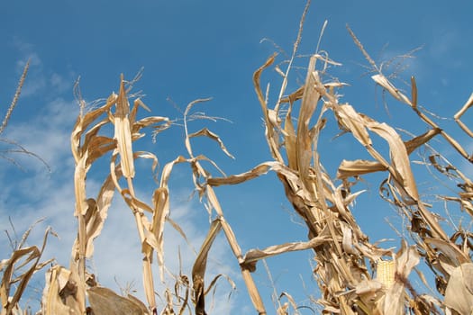 Golden, dry corn plants on an agricultural field