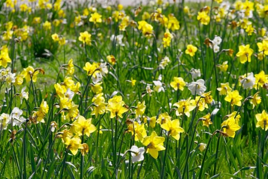 Many small flowers on a field, shallow DoF