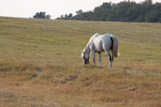 Horse grazing on an open field