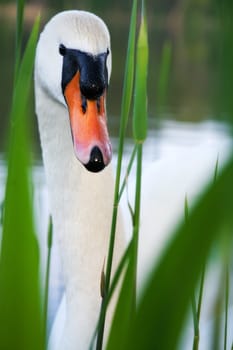 White swan on a pond