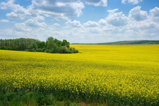 Blooming yellow rape field